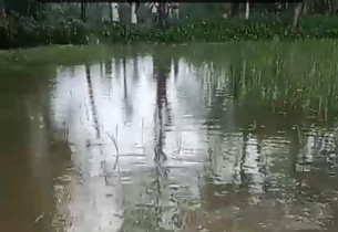 ভোলার আলীনগরে জমি বিরোধে আমন ধানের চারা তুলে ফেলেছে দুর্বৃত্তরা