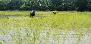 ভোলায় অতি জোয়ারে ২০ হাজার  হেক্টর জমির ফসল ক্ষতিগ্রস্ত