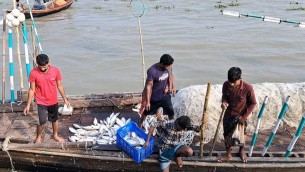 ভোলার মেঘনা ও তেঁতুলিয়া নদীতে উৎসব মুখর পরিবেশে মাছ শিকারে মেতে উঠেছে জেলেরা