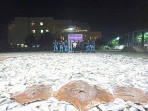 ভোলায় কোস্টগার্ডের অভিযানে ৫২০ মন জাটকা ও একশত কেজি শাপলা পাতা মাছ জব্দ