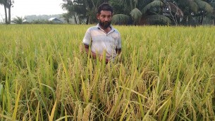 লালমোহনে নতুন আমন ব্রি ধান-১০৩ জাতের বাম্পার ফলন, কৃষকের মুখে হাঁসি
