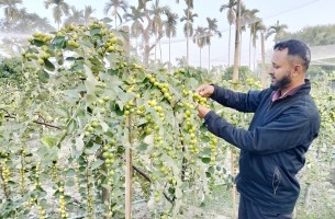 বরই চাষ করে স্বাবলম্বী মো. হোসেন