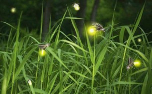 গ্রাম-গঞ্জ থেকে হারাচ্ছে আলোর বাহক নিশাচর জোনাকি