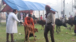 ভোলার ভেদুরিয়া গবাদি পশুর ভ্যাকসিনেশন ক্যাম্পেইন অনুষ্ঠিত