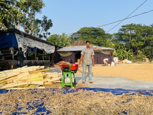ভোলায় কলাগাছ থেকে গো-খাদ্য: খামারিদের জন্য নতুন সম্ভাবনা