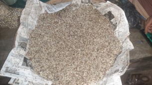 চরফ্যাসনে ৩৫ বছর ধরে পিঁপড়ার ডিম বিক্রি করে মৌসুমে মাসে দুই লাখ টাকা আয় মান্নানের