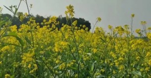 মনপুরায় লোকসানের মুখে সরিষা চাষিরা