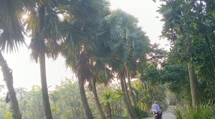 ভোলায় দিন দিন কমে যাচ্ছে তালগাছ পরিবেশের বির্পযয়ে বাড়ছে বজ্রপাত