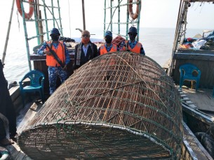 মনপুরার মেঘনায় পাঙ্গাসের পোনা নিধনের অবৈধ ১৬ চাই জাল আটক, এক হাজার কেজি পোনা জব্দ