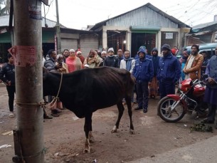রোগাক্রান্ত গরুর মাংস বিক্রির প্রস্তুতিকালে হাতেনাতে ধরা কসাই