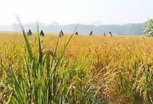 লালমোহনে ২১৫ কোটি টাকার ধান উৎপাদনের সম্ভাবনা