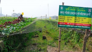 ভোলার দুর্গম চরাঞ্চলে সর্জান পদ্ধতিতে কৃষির নতুন সম্ভাবনা