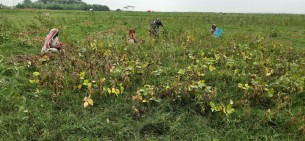 ভোলায় সয়াবিন চাষে বিপাকে কৃষক