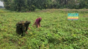 ভোলায় মুগ ও ফেলন ডালের বাম্পার ফলনে কৃষকদের মুখে হাসি