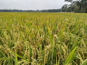 বিস্তীর্ণ মাঠজুড়ে দুলছে কৃষকের সোনালী স্বপ্ন