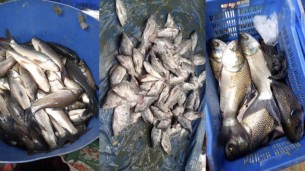 লালমোহনে জোরপূর্বক পুকুর থেকে মাছ ধরার অভিযোগ