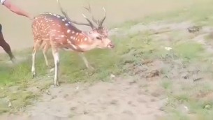 মনপুরা লোকালয় থেকে মায়াবি হরিণ উদ্ধার করে সংরক্ষিত বনে অবমুক্ত