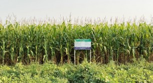 লালমোহনে ভুট্টার ভালো ফলনে কৃষকের মুখে হাসি