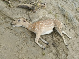 মনপুরায় জোয়ারের পানিতে ভেসে এসেছে মৃত হরিণ