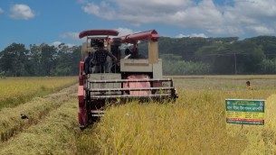 ভোলায় বোরো ধানের বাম্পার ফলন আন কাটা মাড়াইয়ে ব্যাস্ত কৃষক