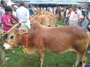 লালমোহনে কোরবানির পশুর হাটে বাড়ছে ক্রেতা