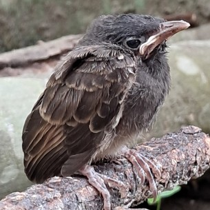 ভোলায় ঝড়ে বিধ্বস্ত বাসা সংবেদনশীল পাখি খঞ্জনার নিরাপদ আবাস প্রয়োজন