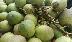 মনপুরায় কৃষকের ডাব ৫০ টাকা থেকে হাত বদলে ২০০ টাকা