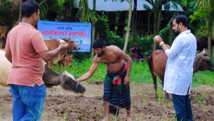 ভেলুমিয়া টুমচরে গবাদি প্রাণী ভ্যাকসিনেশন ক্যাম্পেইন অনুষ্ঠিত