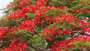 প্রকৃতির সৌন্দর্য বৃদ্ধি করছে কৃষ্ণচূড়া ফুল