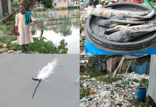 লালমোহনে পুকুরে মরে ভেসে উঠছে মাছ