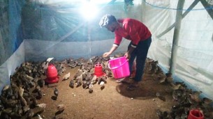 কোয়েল পাখির খামার ও ডিম বিক্রি করে লাভবান হচ্ছেন লালমোহনের ফরিদ