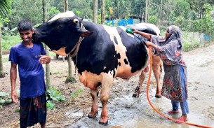 ভোলার কুরবানীর হাটে নজর কাড়ছে ২২ মন ওজনের রাজা বাবুর
