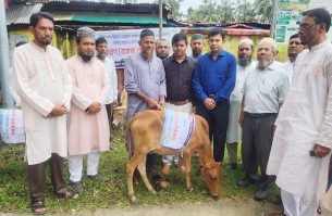 লালমোহনে মৎস্যজীবীদের বিকল্প কর্মসংস্থানের জন্য বকনা বাছুর বিতরণ