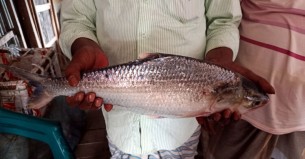 ভোলায় জেলে‌র জালে রাজা ইলিশ, সাড়ে ৬ হাজারে বিক্রি