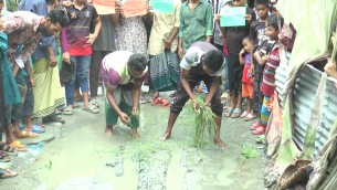 দৌলতখানের  সড়ক পাকা না হওয়ায় ধান রোপণ করে অভিনব কায়দায় প্রতিবাদ