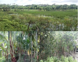 লালমোহনে বর্গাচাষি ভুয়া বায়না চুক্তি করে জোর করে জমি দখলের অভিযোগ