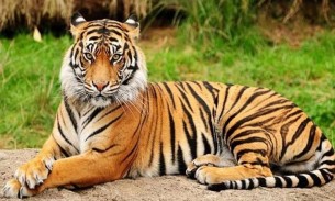 আজ বিশ্ব বাঘ দিবস