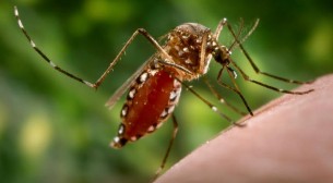 চোখ রাঙাচ্ছে ডেঙ্গু, আগস্ট-সেপ্টেম্বর ঘিরে বেশি ভয়