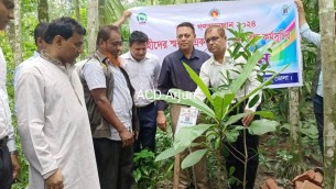 ভোলায় জুলাই শহীদদের স্মরণে বৃক্ষ রোপন কর্মসূচি’ পালন