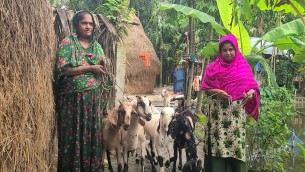মাচা পদ্ধতিতে ছাগল পালনের সাফল্যে অনুপ্রাণিত হাজারো নারী