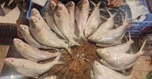 ভোলায় বেড়েছে ইলিশের সরবরাহ