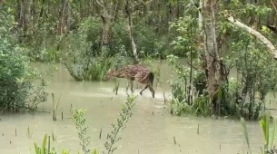 অতি জোয়ারের পানিতে মেঘনা নদীতে ভেসে আসা চিত্রা হরিণটি ভোলার কুকরি-মুকরির বনে অবমুক্ত