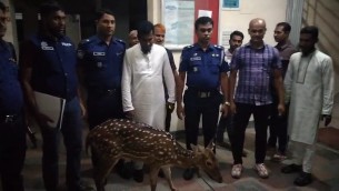 লালমোহনে অতিবৃষ্টি ও জোয়ারের পানিতে  মেঘনা নদী থেকে ভেসে চিত্রা হরিণ উদ্ধার