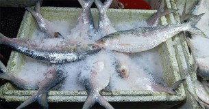 ভারতে বাংলাদেশি ইলিশের দামে আগুন