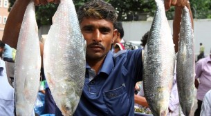 পদ্মার ইলিশ, দুই বাংলার সম্পর্কের সেতুবন্ধন