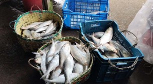 ভোলার মেঘনায় ঝাঁকে ঝাঁকে ইলিশ, জেলেপাড়ায় উৎসবের আমেজ