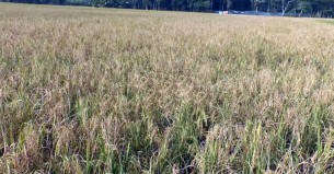 ভোলায় পতিত বাড়ছে আবাদ