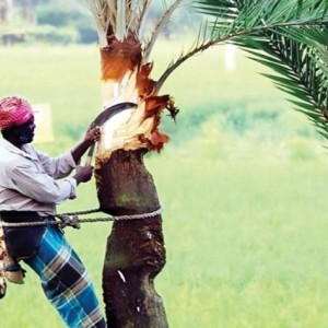 খেজুর রস সংগ্রহে ব্যস্ত চরাঞ্চলের গাছিরা