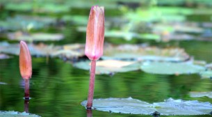 ইসির প্রতীক তালিকায় যুক্ত হলো ‘শাপলা কলি’