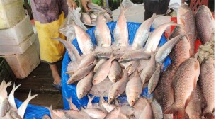 সরবরাহ ভালো থাকলেও শেষ মুহূর্তে ইলিশের বাজার চড়া, ভোক্তাদের ক্ষোভ